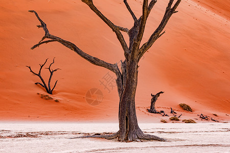 死树是天然艺术 在红沙漠的盐盆里 这是自然艺术之地背景图片