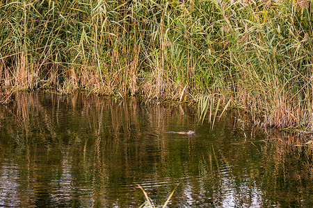 河狸鼠在一片停滞的水体中的坚果 有很多草和背景