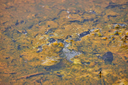 黄石公园泉中碱水的宏高清图片