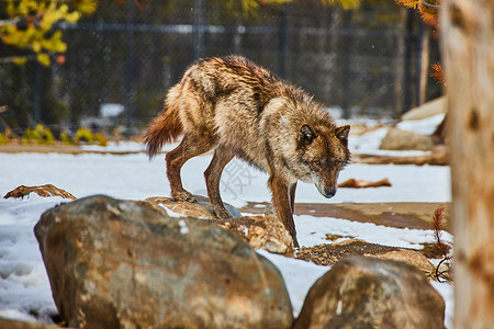 寂寞的黑狼在冰雪中探索公园高清图片
