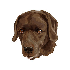 巧克力拉布拉多犬狗品种是棕色拉布拉多设计图片