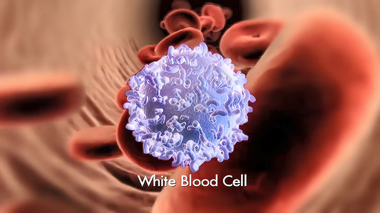 3d 白血球肺部黑色生物学白色显微镜渲染科学微生物学生活细胞绘画背景图片