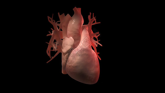 心跳心脏的心血管系统流动手术脉冲肌肉冠脉身体器官药品树干卫生背景