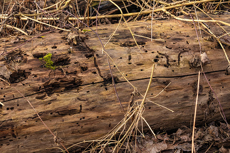 保护林区的枯木是昆虫及其幼虫栖息地 被食用和分解高清图片