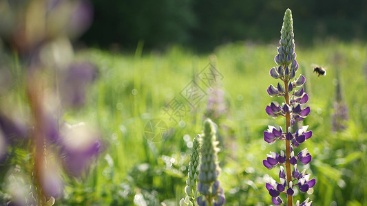 花景蜜蜂 润滑的野花 大黄蜂 蜜蜂或小白蜂飞翔 露天花朵紫丁香淡紫色背景植物飞行蜂蜜绿色植物草原花序植物群背景