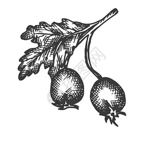 玫瑰果油玫瑰果手绘矢量 狗玫瑰矢量图的草图 复古风格的浆果菜单设计 农场市场海报插画