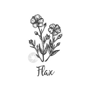 亚麻籽油包装传统花草草图 植物手工绘制手画设计线条花丛收集的医用药用树脂材料 包括插画
