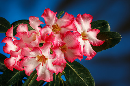 腺苷粉色花朵 亚丁蛋白树 沙漠玫瑰 深蓝背景的伊巴拉莉莉背景