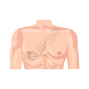睾酮男性胸部平面图标 身体部位集合中的彩色矢量元素 用于网页设计 模板和信息图表的创意男性胸部图标插画