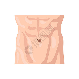 男性腹部扁平图标 身体部位集合中的彩色矢量元素 用于网页设计 模板和信息图表的创意男性腹部图标背景图片