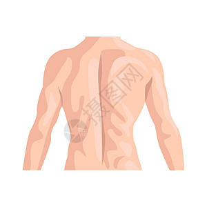 男背平面图标 身体部位集合中的彩色矢量元素 用于网页设计 模板和信息图表的创意男背图标背景图片