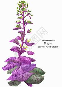 紫色野生卷心菜背景图片