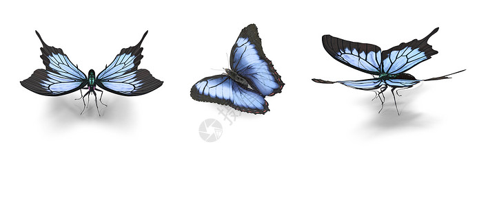 三只美丽的热带大蝴蝶 摩菲迪乌斯3D铸造高清图片