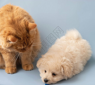 一只大红猫看着一小只小狗狗 它就在附近背景图片