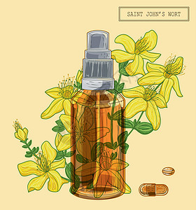 圣约翰麦汁植物圣约翰节花花和喷洒器插画
