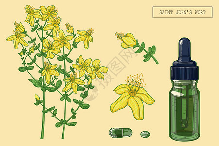 圣约翰麦汁植物圣约翰庄稼植物和落水者插画