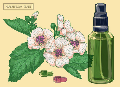药蜀葵药用棉花糖和绿色玻璃喷雾器插画