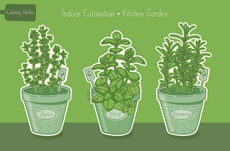 蒸野菜厨房菜园食品有机植物插画
