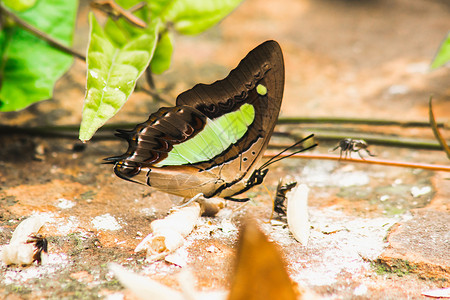 姓氏 岩质地上的腿蝴蝶Nymphalidae家庭科学叶子翅膀荒野热带宏观蓝色天线生物哑剧背景图片