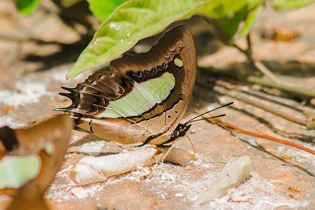 姓氏 岩质地上的腿蝴蝶Nymphalidae家庭热带翅膀生物蓝色宏观主题叶子荒野墙纸天线背景图片