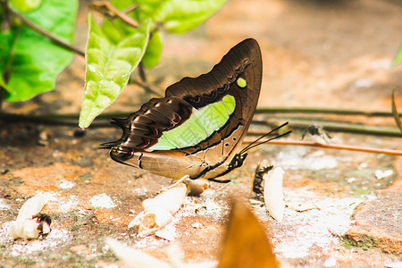 姓氏 岩质地上的腿蝴蝶Nymphalidae家庭脊椎动物宏观热带翅膀生物天线摄影野生动物叶子漏洞背景图片