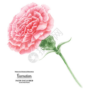 粉红康乃馨花 母亲日的纪念品背景图片