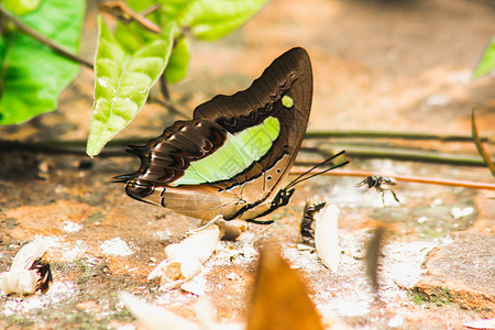 姓氏 岩质地上的腿蝴蝶Nymphalidae家庭主题脊椎动物摄影漏洞生物叶子墙纸动物哑剧科学背景图片