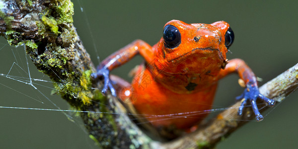 哥斯达黎加热带雨林 达特中毒青蛙栖息地热带荒野保护区生物生物学生态环境保护野生动物多样性背景图片