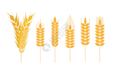 粒深玉米收集成熟的麦子 农业符号 面粉生产 小麦矢量环形圆筒等收获村庄灰尘燕麦场地粒度谷物地区粮食玉米插画