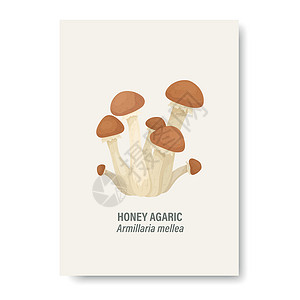 卡林努在白色隔绝的传染媒介蜂蜜木耳蘑菇 卡与手绘卡通蜂蜜木耳蘑菇 设计模板 剪贴画 蜜环菌 蘑菇套装插画