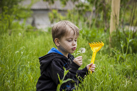 一个孩子画像春天 一个快乐的男孩在花园里吹着白色的蒲公英 绒毛从他身上飞走了 童年户外休闲的概念 一个可爱的男孩的画像植物草地花朵公园太阳喜背景