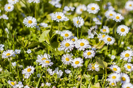 春天森林里阳光明媚的空地上 白色的雏菊花像地毯一样铺开 春天开花的季节 花卉设计的背景 复制空间 选择性的焦点艺术旅行植物学公园背景图片