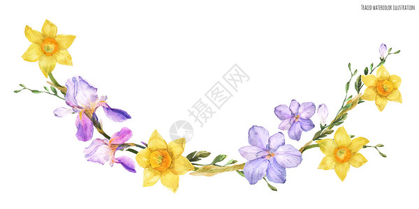 弧形装饰光效装饰水的彩色弧形花和春花青年蓝色植物水仙香水花圈卡片植物群女人边界插画