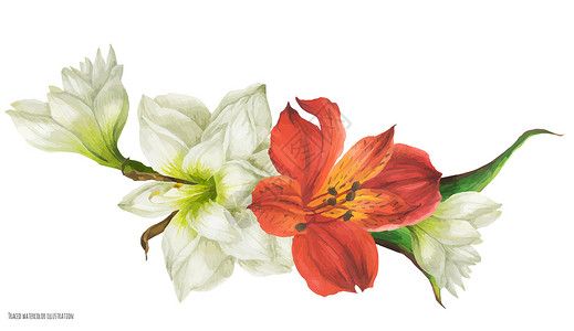 嫩绿的小芽花岗花 有白色的马峰和红色的古代花朵插画