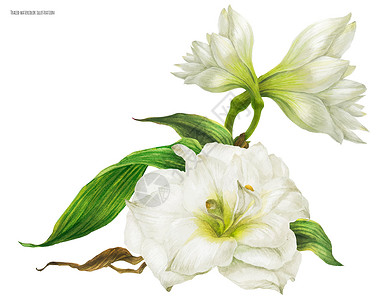阿戈利斯带白马峰的双交卷轴花束投标插图新娘热带婚礼百合植物花环花园花瓣插画
