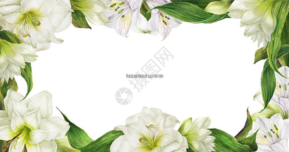 花朵横幅 有白色的古代白花花和马峰香花花瓣树叶情调海报热带手工叶子花束胸花植物插画