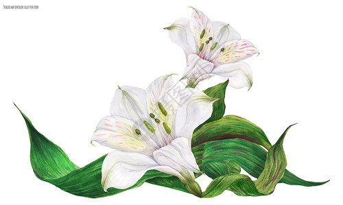 嫩绿的小芽白百利圆花的新娘维吉内特花园婚礼百合花束插图花瓣热带胸花花环植物插画