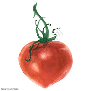 红红红红番茄 水彩艺术蔬菜植物饮食食物红色水果插图背景图片