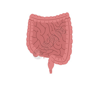 人体健康肠胃 消化器官病媒插图 孤立在白色背景上背景图片