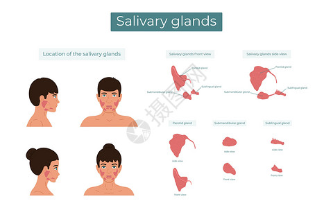 腮腺亚生物圈和亚语言的血清腺的矢量说明 唾液腺的位置;口腔腺的分布插画