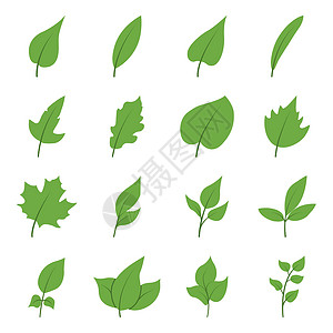 一组平坦的树叶 用矢量说明白背景上与叶子隔绝的树叶和树枝背景图片