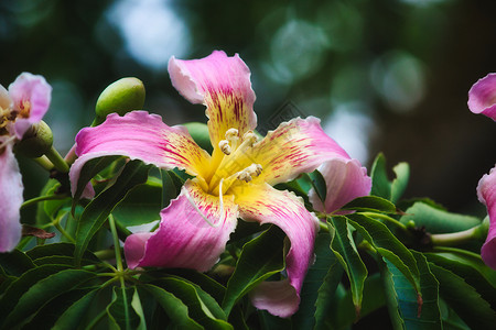 美丽异木棉紧贴着丝绸花纹树上一朵美丽的粉红色和黄色花朵背景