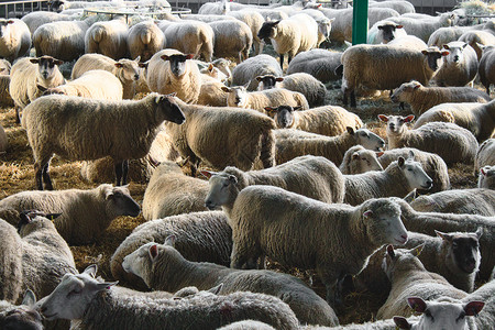 一大群未听闻的羊群在牧场里高清图片