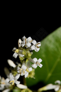 白花开花特写植物现代背景女贞科木犀科大尺寸高质量版画墙海报水滴生态植物群灌木球形野生动物环境墙纸花园旋体背景图片