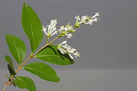 白花开花特写植物现代背景女贞科木犀科大尺寸高质量版画墙海报生态花园墙纸球形野生动物花朵旋体环境植物群公园背景图片