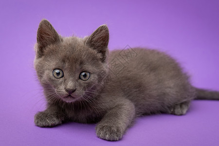 紫色背景的灰猫高清图片