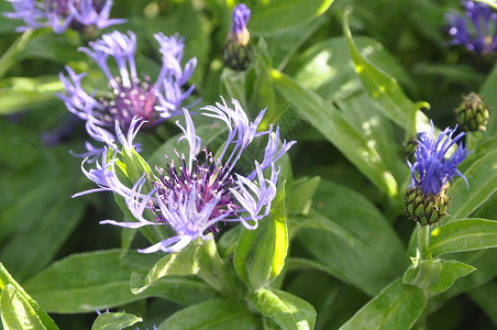 或山地树枝 花园里有精细的蓝色花朵背景图片
