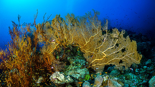水下海洋图旅游狂日记红海世界博客旅行生活游客深度ph背景图片