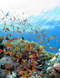 水下海洋图深度照片游客旅行者旅游狂生活红海旅行摄影ph背景图片