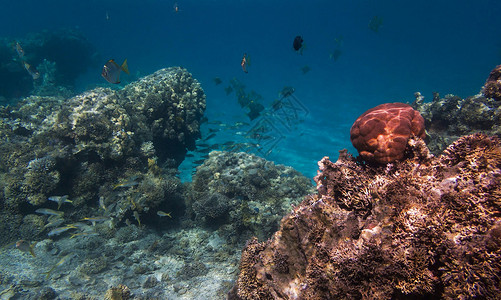水下海洋图博客旅游日记博主ph照片深度旅行红海生活背景图片